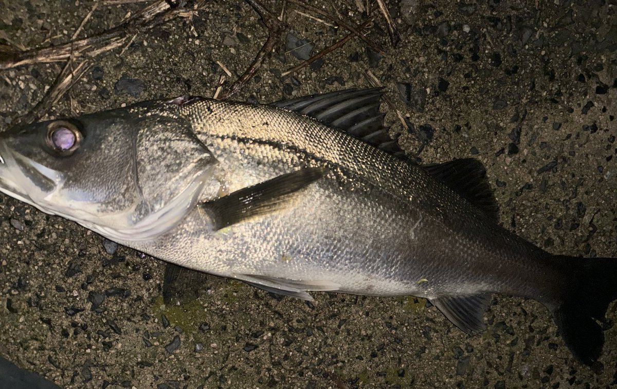 suzu_fishing_'s tweet photo. 僕にもどうにか釣れてくれました。
#山陰　#島根　#鳥取　#seabass #鱸　#ichos83  #22イクジスト　#ima #釣り https://t.co/LMZITqu0JA