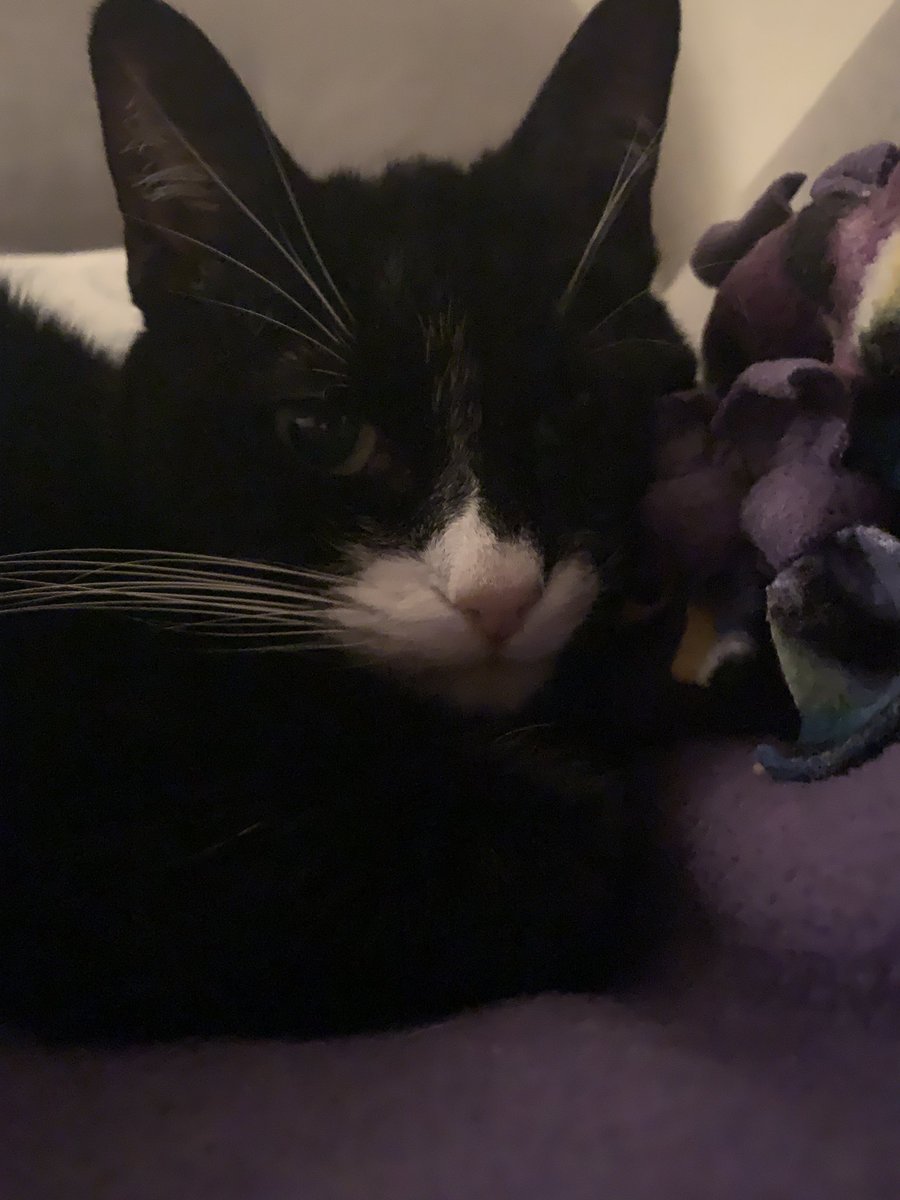 plushhku's tweet image. imy babie