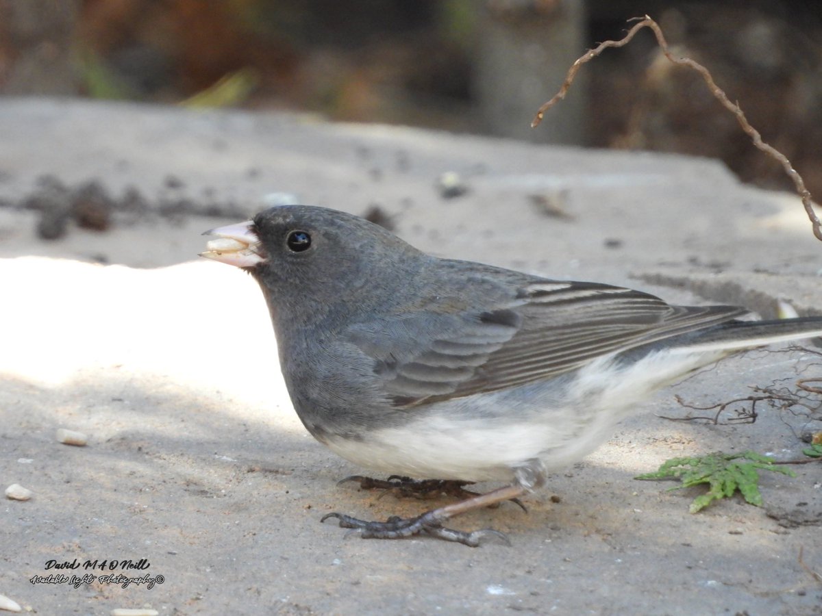 Dark eyed junco