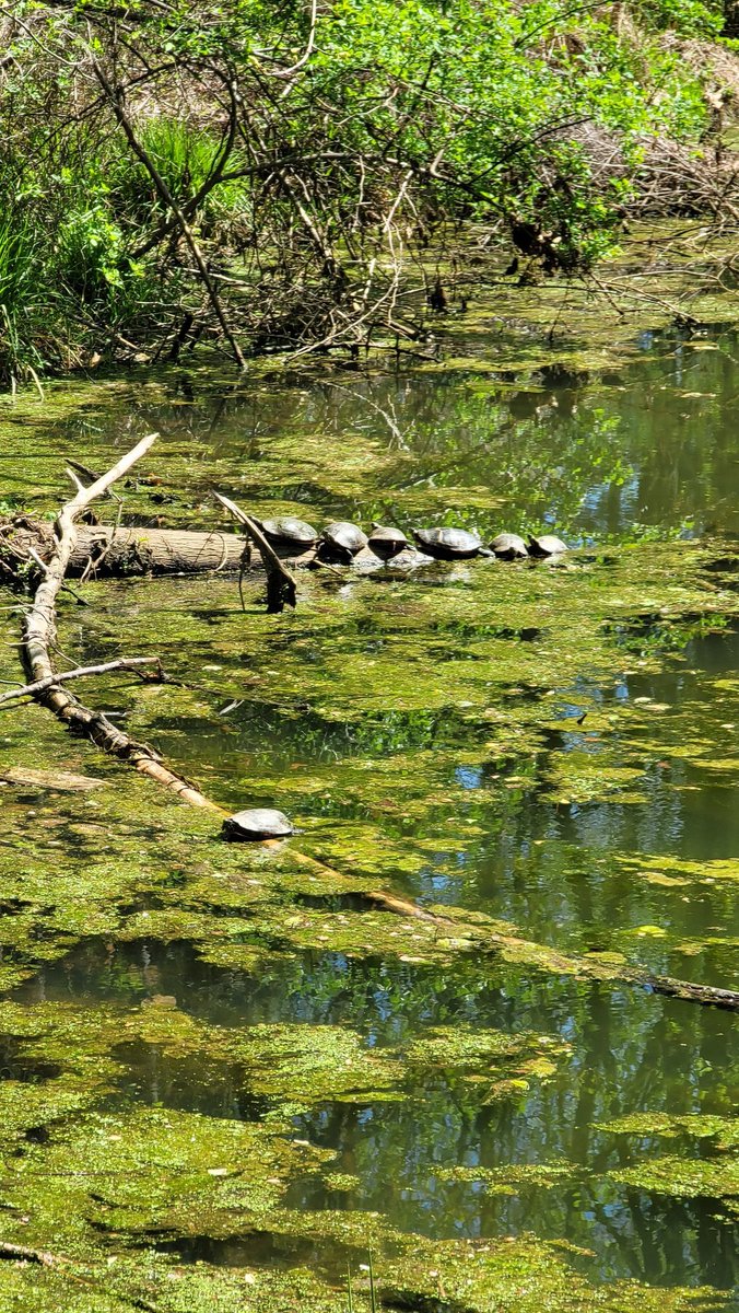 green shells lining log
warming cold blood — pond crew suns
—  chilled testudines

number 2
#turtle
#haiku

(⁠ ⁠◜⁠‿⁠◝⁠ ⁠)