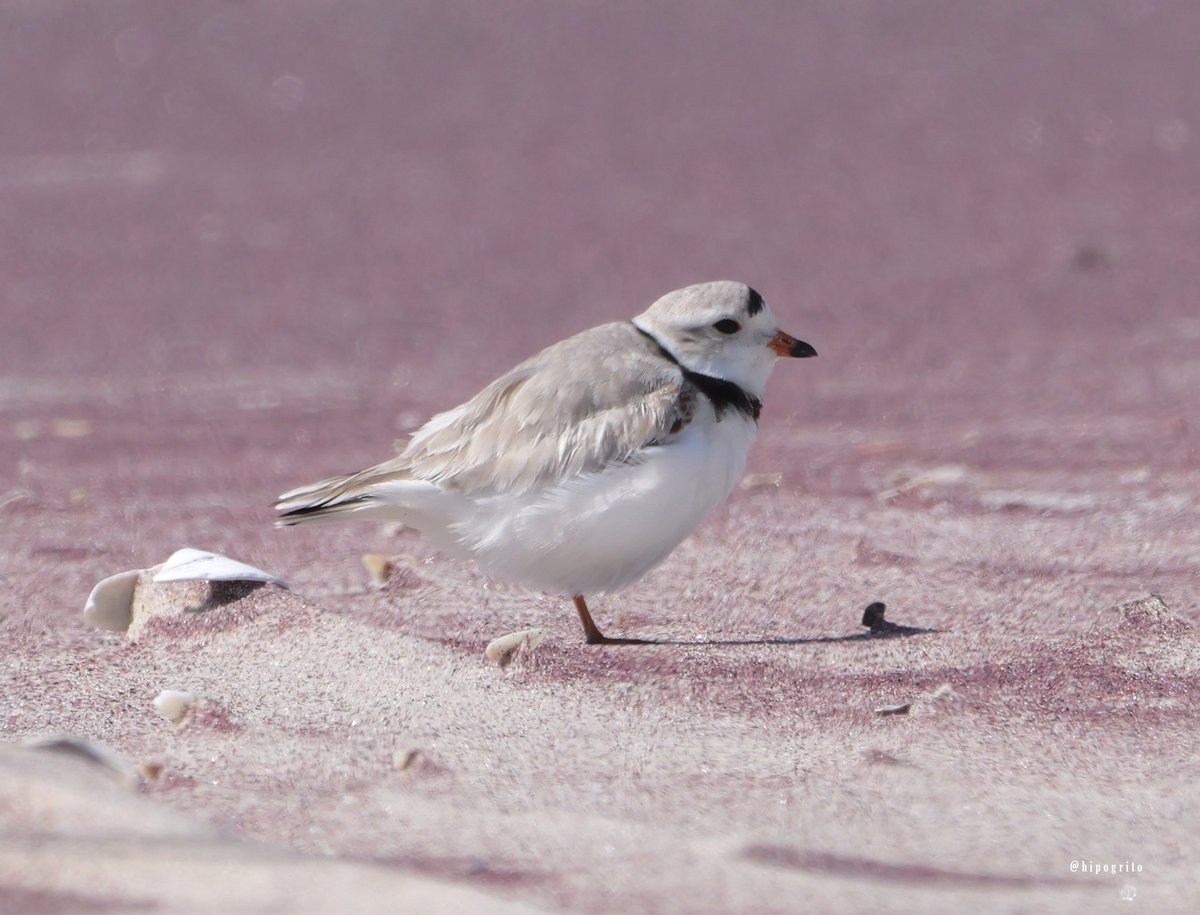 Piping Plover in pink sand. Long Island, NY #birdsseenin2024 #birds #birding #birdwatching #birdphotography #wildlifephotography