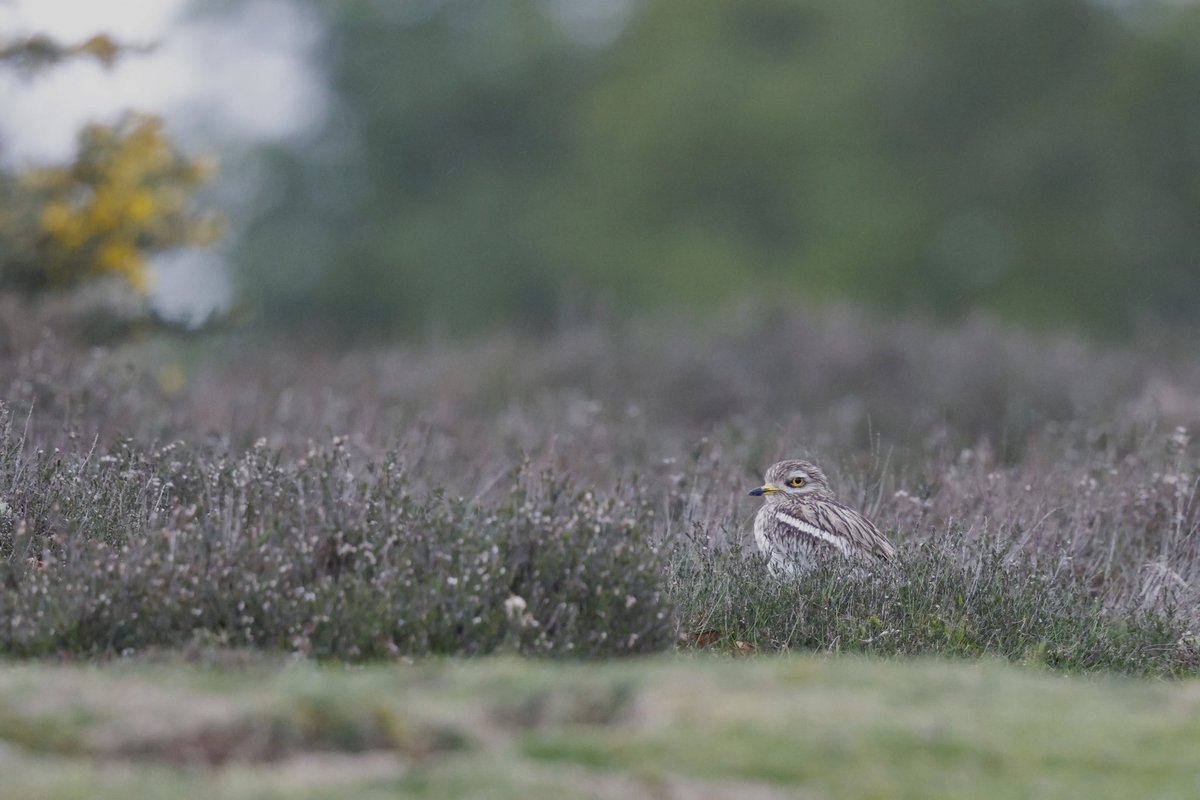 paulcoombes844's tweet photo. Stone Curlew 🐦📷
My first images with the Canon r7, 500mm f4, 2x ext …. 
1/320, f8, +0.7, 3200ISO
Distance 100yds+
Reasonably pleased for starters, but much to be learnt me thinks 😎
#Minsmere @SuffolkBirdGrp 
16 Apr 2024 https://t.co/AcK7lGoGg0