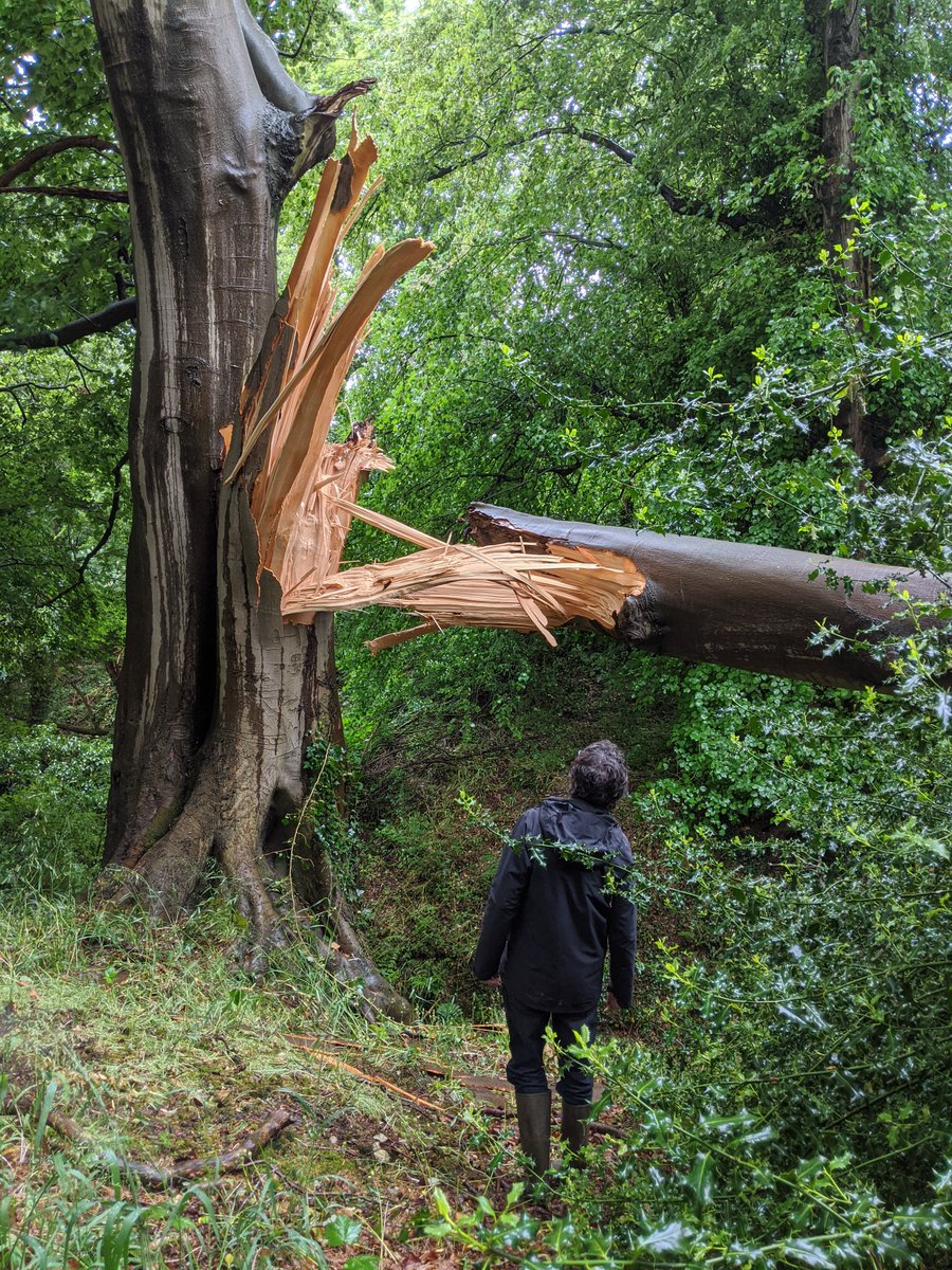 ... Four years ago an enormous beech tree fell in the woods, as <a href="/higgledygarden/">Benjamin Ranyard</a> Ben will remember very well. The extra light has changed the woods, in some places. I've written about it here... What do you think, friends? What should we do, if anything? open.substack.com/pub/suebeesley…