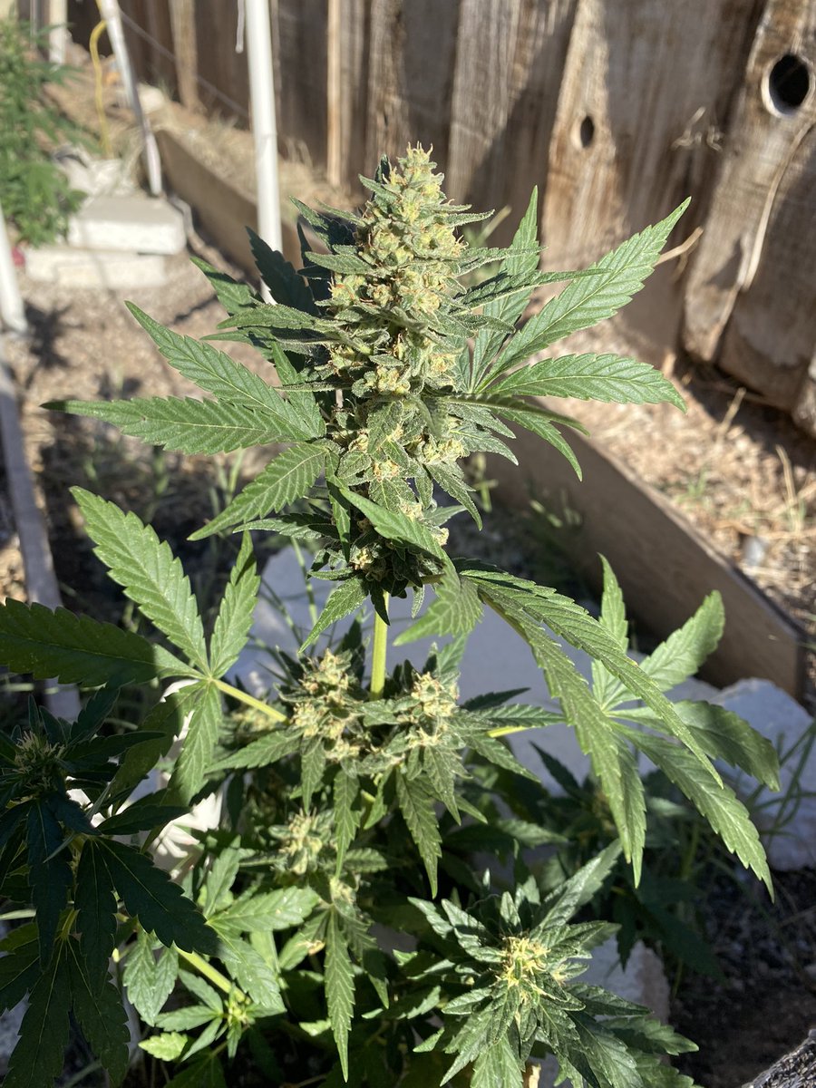 Denell’s dream = blue dream  x  purple Malawi x purple Pakistani critical kush … I hit it with an chem91 Stardawg … I made a bunch of seeds and this one fell and sprouted .. was gonna pull glad I did not she kinda pretty..