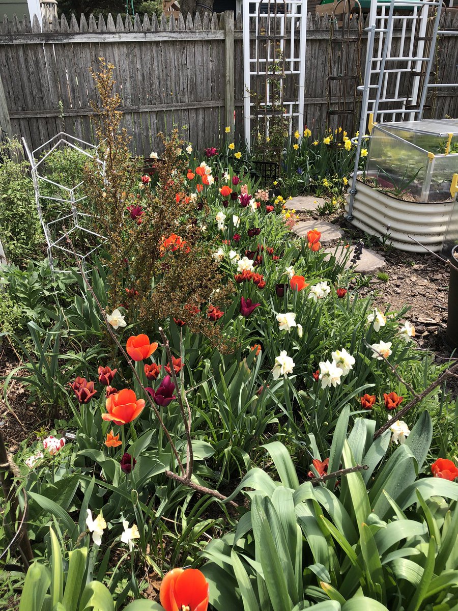 CityMouseGarden's tweet image. Just can’t help staring at this beautiful color combination every time I walk by. #TulipsInSpring #TulipTuesday