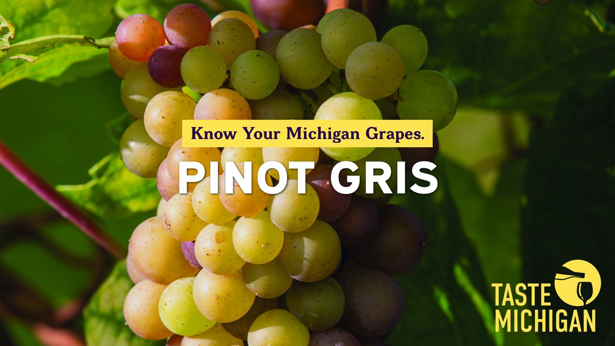 Pinot Gris is one of Michigan’s great wine secrets! Learn more about Michigan wine on our website:
TasteMichigan.org
 #TasteMichigan #TasteMichiganWine #MichiganWine #MIWine #DrinkMIWine #DrinkLocal #LocalWine #TasteTheSeasons #PinotGris