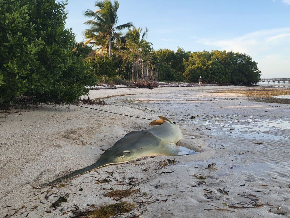 Smalltooth sawfish need YOUR help! 🚨 @MoteMarineLab is assisting @MyFWC and @NOAA in their efforts to address the erratic behavior and mortality of smalltooth sawfish in the #Florida Keys. Find out how YOU can get involved in Connect: bit.ly/3UjxjAu. #Conservation