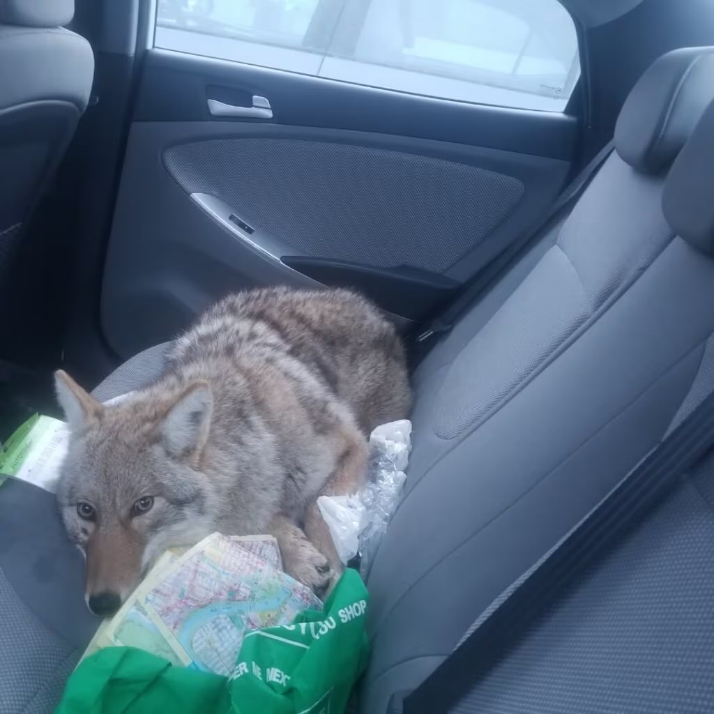 Found a lost dog on my walk. Looked like it needed help. Had no choice but to take it home but it kinda got aggressive and pissed everywhere and now I can’t get in my car? 😬The dog rescuers are on their way now my good gosh look at that face