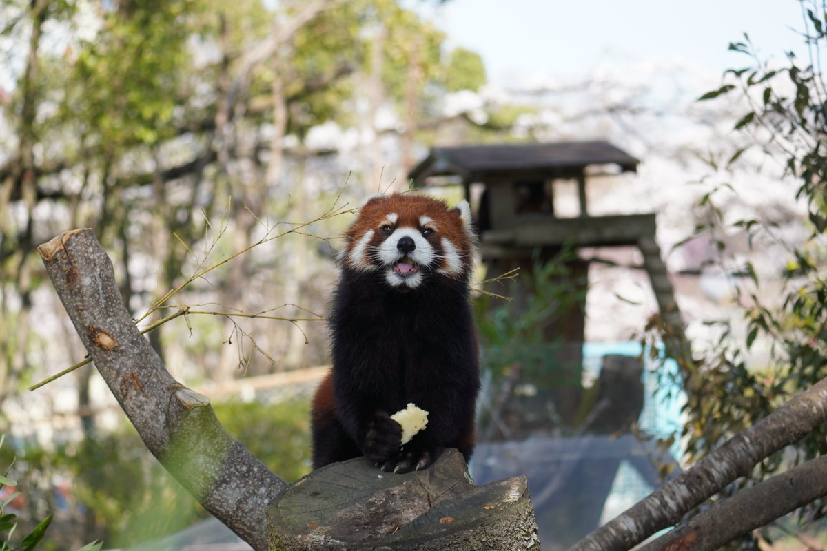 🍏は掴んで食べる派 2024.4.14 #アケビ　 #レッサーパンダ　 #八木山動物公園