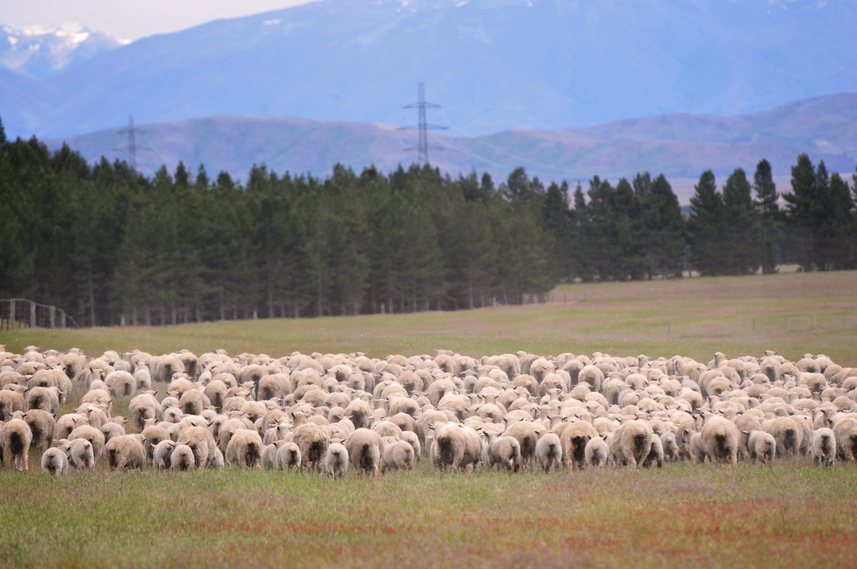 NZMB is to provide up to $700K to the ground-breaking INZB genetics project and up to $1m for the Eliminating FE Impacts programme following consultation with s&amp;b farmers. Read more: nzmeatboard.org/news-updates/n…