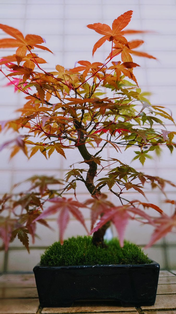 🍁🍁おはようございます!🍁🍁 モミジの新緑です!