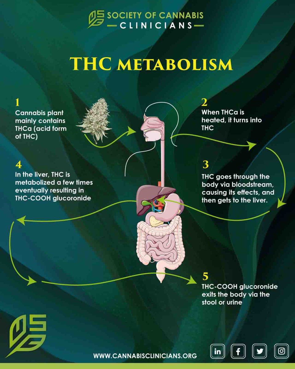 🌱All cannabinoids begin life in an acid form. In raw cannabis flowers there isn’t much #THC or #CBD. Instead we find THCA and CBDA — their acidic precursors.

#medicalcannabis #education