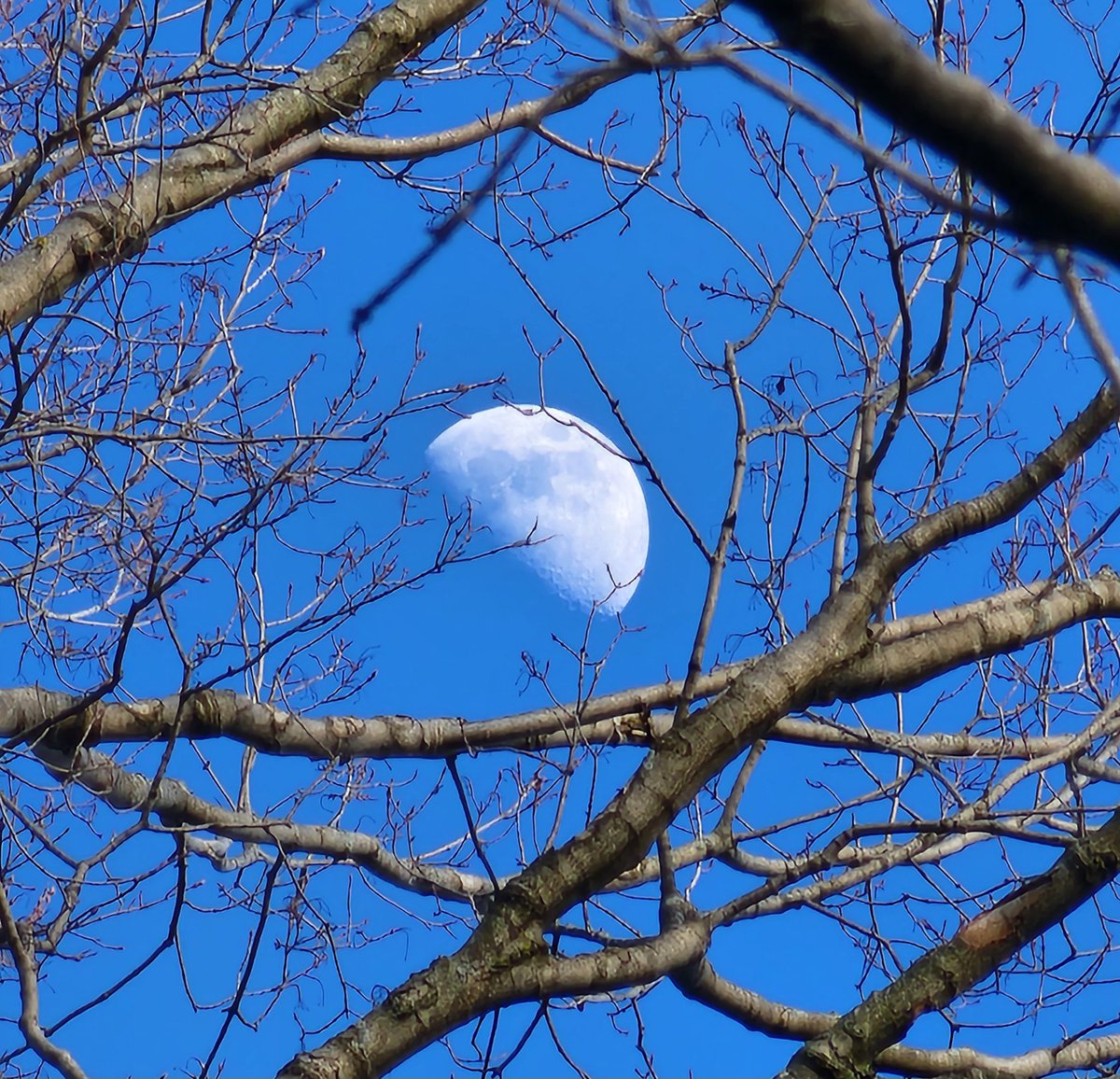 I call this one Moon through the tree branches. 😆
