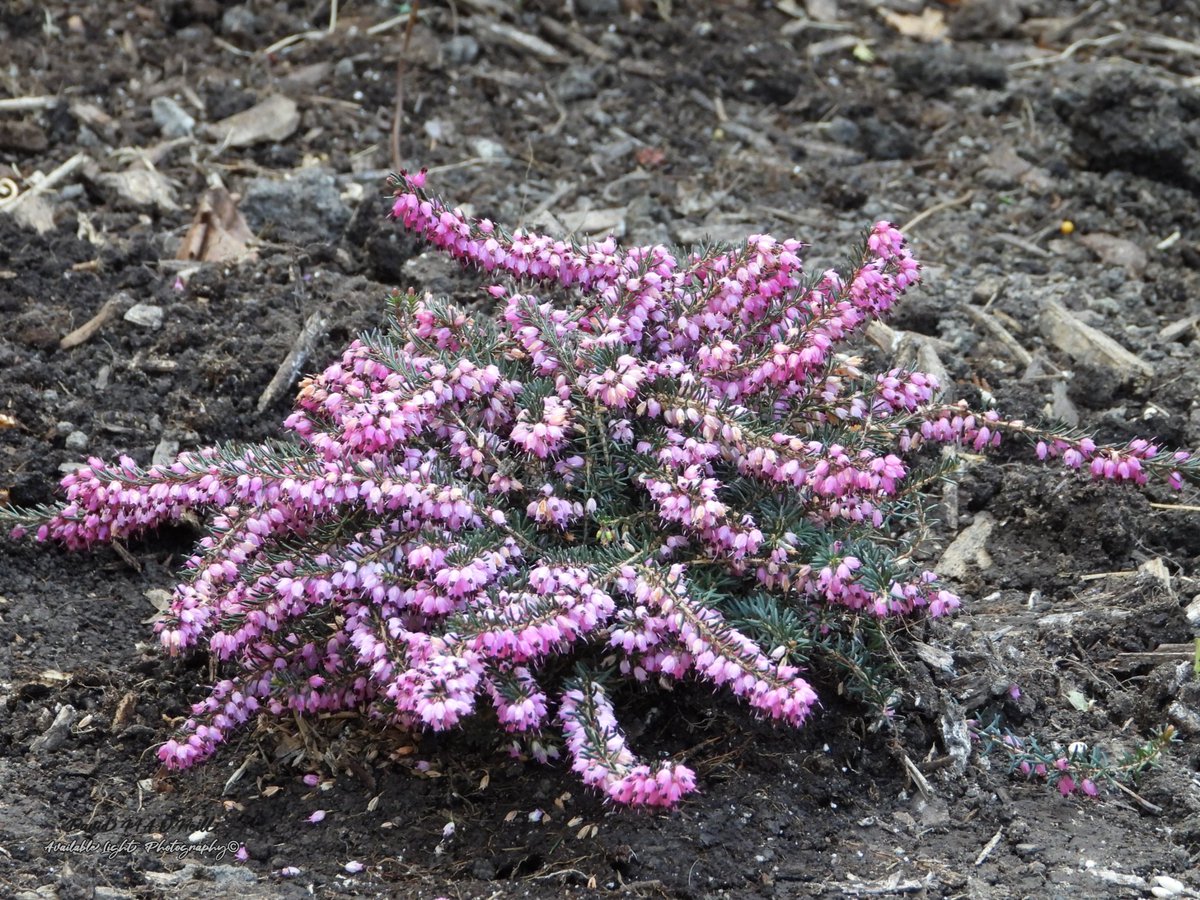 Starting to see some colour in the yard 17 April 2024 Kanata Ontario