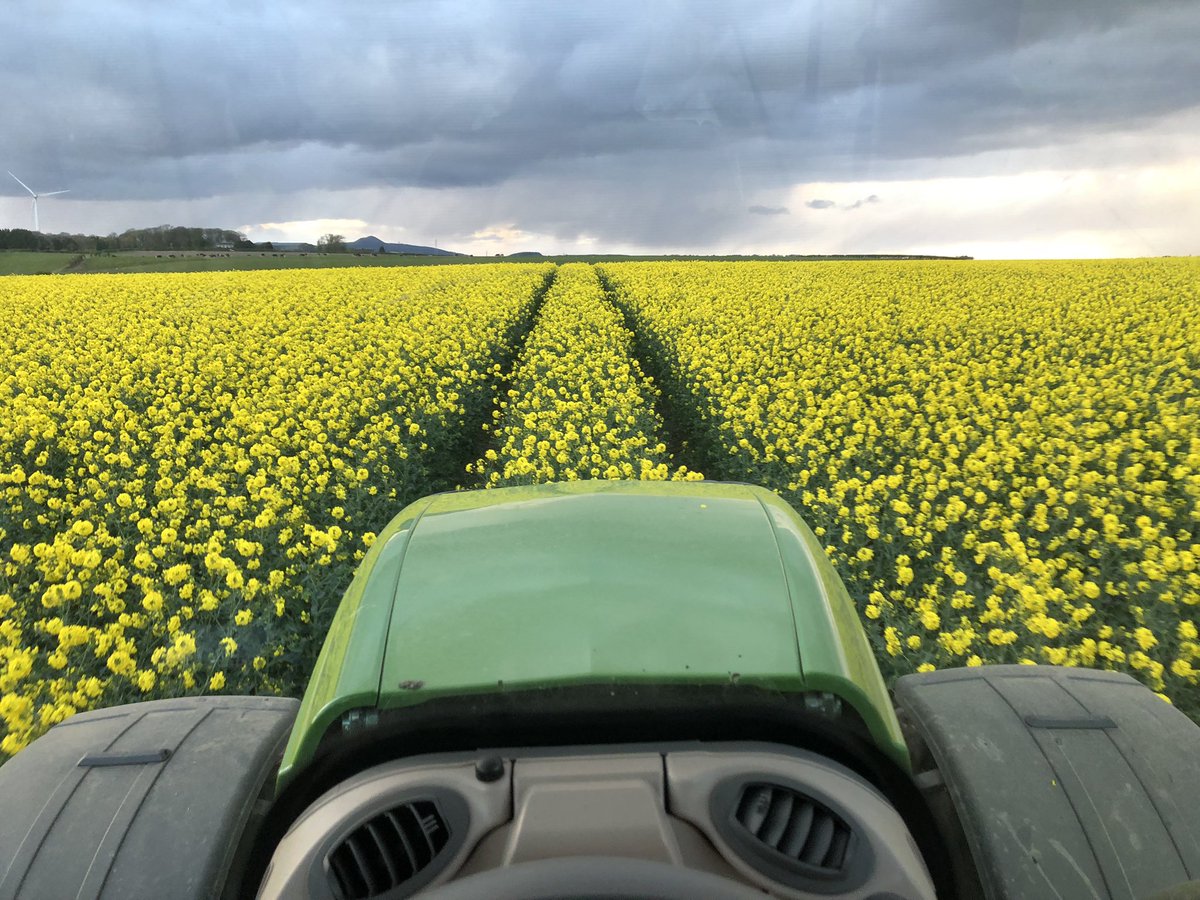 ForthCrop's tweet photo. OSR flowering spray on. Single hit this year. ☑️ https://t.co/X9RkuA66wP
