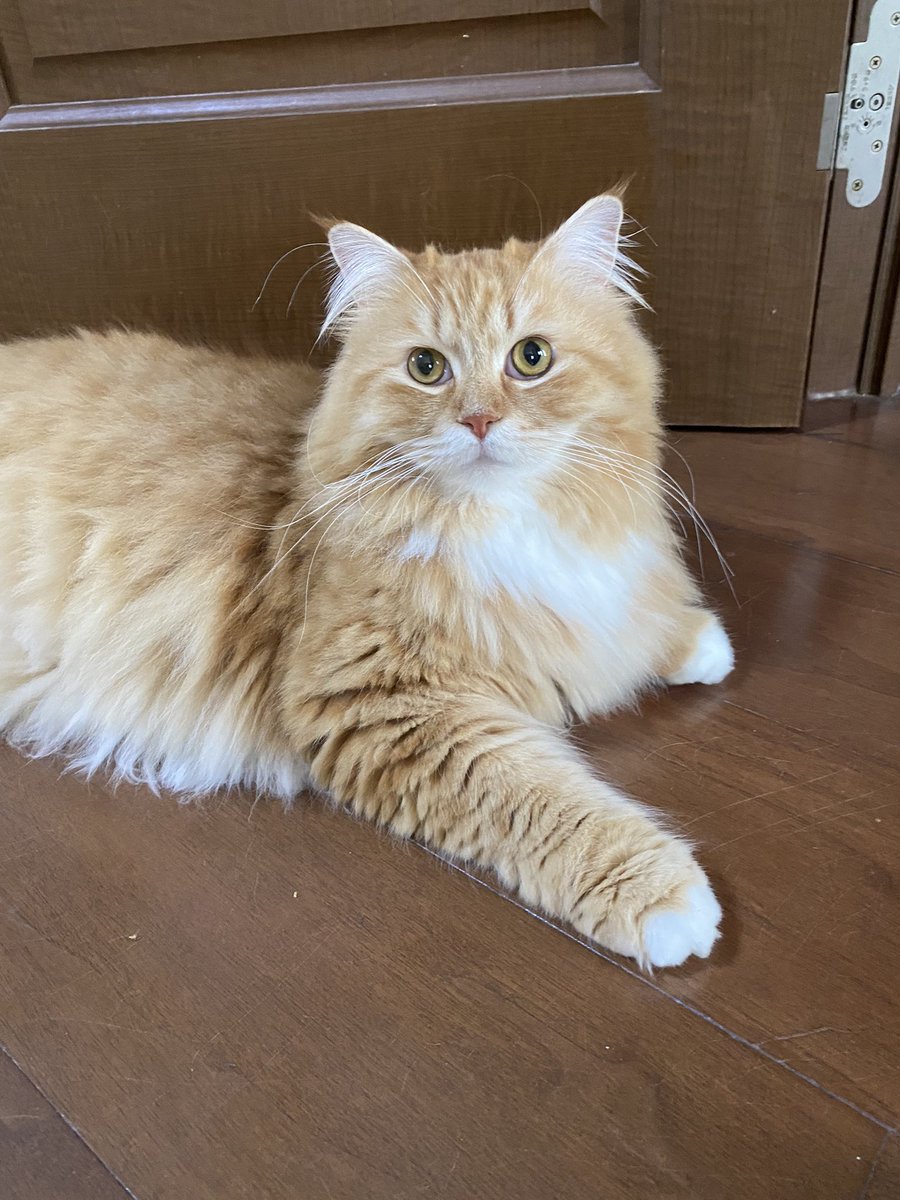 ru72340's tweet photo. 今日は我が家の🐱ちゃん
3歳の誕生日🎉
これからも元気で♬.*ﾟ https://t.co/syYKx7Rnkj