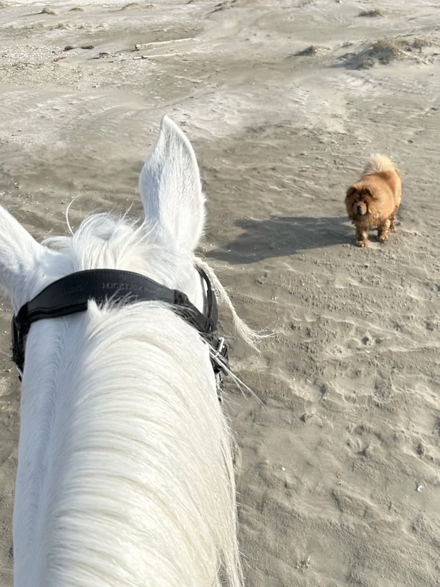 チャウチャウちゃう？

ルナさん、小さな🐻ちゃんに初遭遇❣️
お互いに 何だこれ？ の感じ🤣

#lovehorses  
#馬のルナ
#素敵な朝
#チャウチャウかわいい