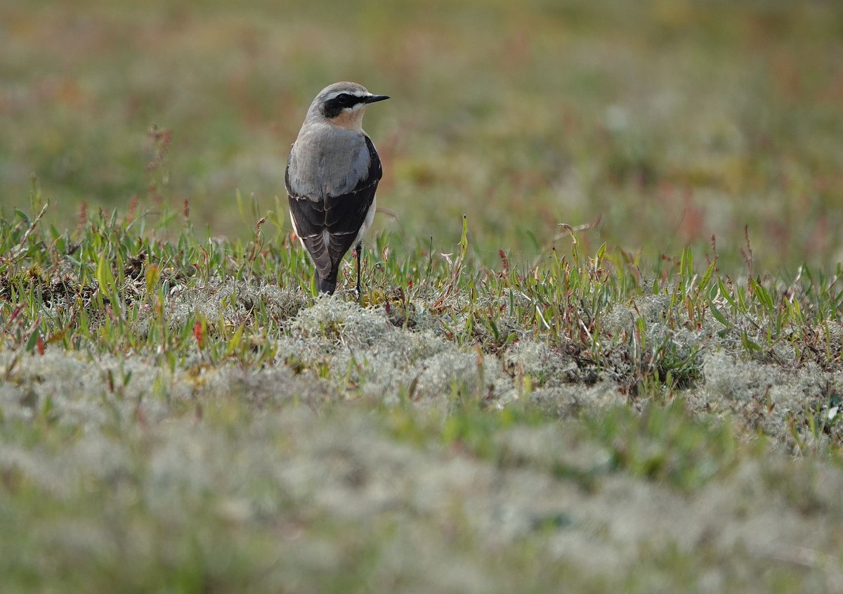 Had a great day out at @RSPBMinsmere on Sunday. A number of highlights including my first Nightingale of Spring, four Adders plus great to catch the White Stork heading south over Dunwich Heath and then Minsmere @SuffolkBirdGrp @ARGroupsUK