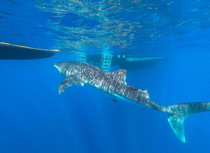 Our paper updating the occurrence of #whalesharks in #thebahamas from 2 to 17 Islands within the Archipelago is out! We also discuss the need for better interaction practices 🇧🇸 onlinelibrary.wiley.com/doi/abs/10.111…