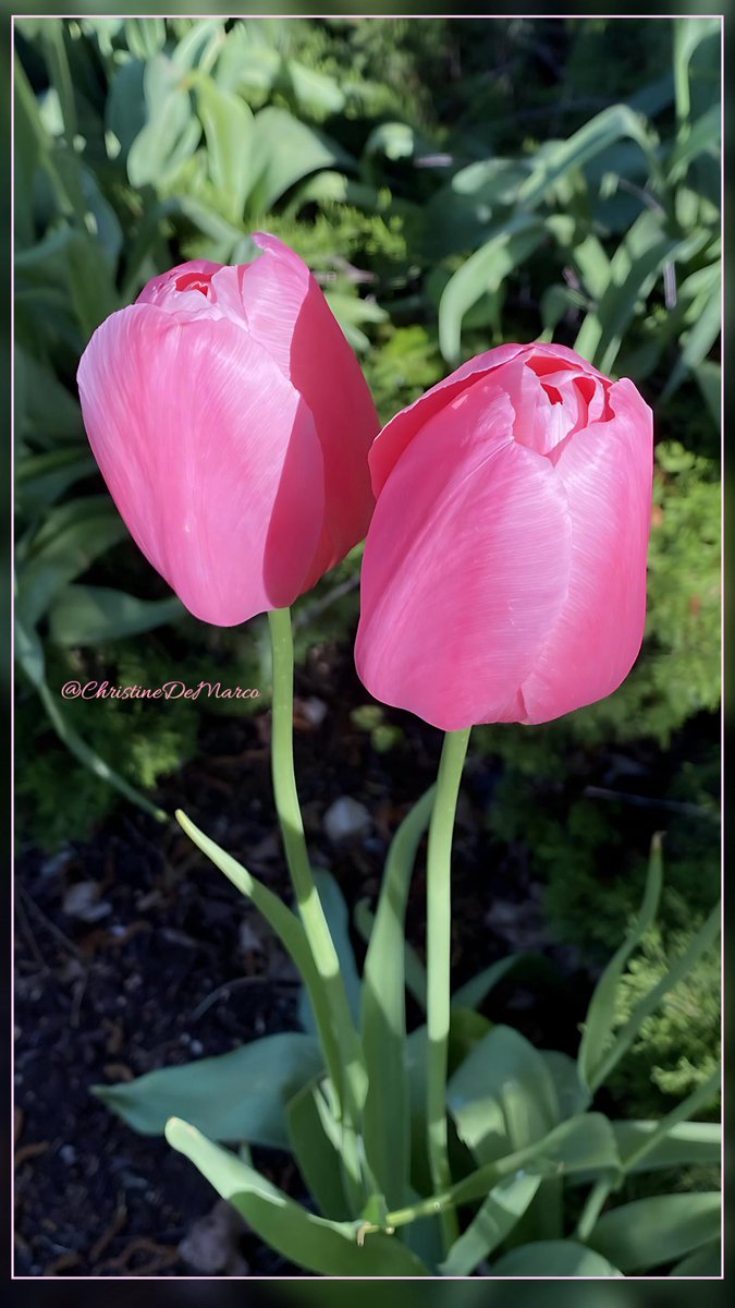 #TulipTuesday #Tulips My apologies as I’m on a lucky roll here today with blooms popping up in various places 😳. I went for a walkabout #MyGarden 🤭 I think these #Pink #TwoForTuesday are a tad early though! Just saying 🤷🏻‍♀️ #Flowers #GardeningX Love this colour 🌸💕💓💗💕💓🌸