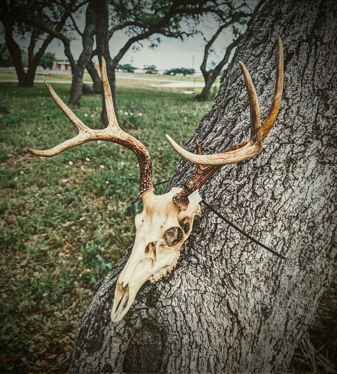 AshesTerrible's tweet photo. I got myself outside today and took these two awesome bucks out of the maceration tubs. Onto degreasing and whitening! My buck from this season is the 7 point and then the monster buck is a friend's kiddo's!!
#taxidermy #euromount #hunting https://t.co/gmCexwwwZZ
