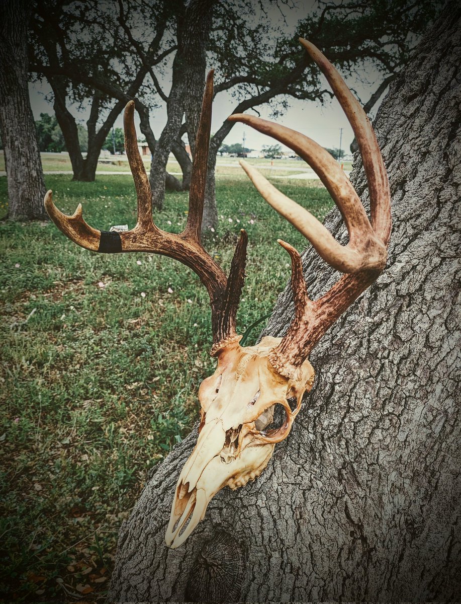 AshesTerrible's tweet photo. I got myself outside today and took these two awesome bucks out of the maceration tubs. Onto degreasing and whitening! My buck from this season is the 7 point and then the monster buck is a friend's kiddo's!!
#taxidermy #euromount #hunting https://t.co/gmCexwwwZZ