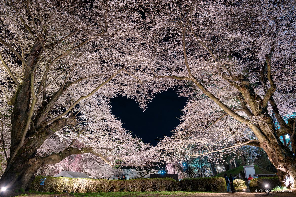 弘前公園のハート🌸
(昨日の写真)

みんな場所意外と知らないみたいなので
このGoogle Mapで行ってみてね！

maps.app.goo.gl/5mDUXV6Q5p6kiJ…

#弘前さくらまつり