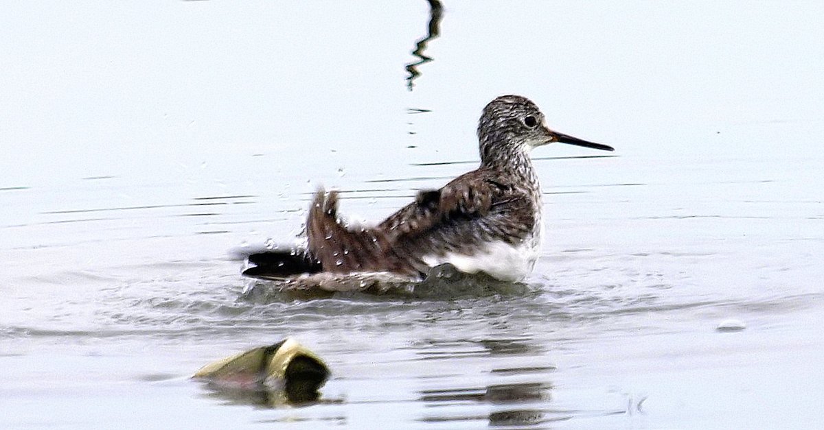 kala61857's tweet photo. Lesser Yellowlegs Taking A Bath
Nice of it to do this while I was there. Just wish it had not been so cloudy.
Lesser Yellowlegs (Tringa flavipes)
https://t.co/1qXnmw6WYl
#shorebirds #SpringMigration #birding #sandpipers #LesserYellowlegs https://t.co/zUIlW9xWcu