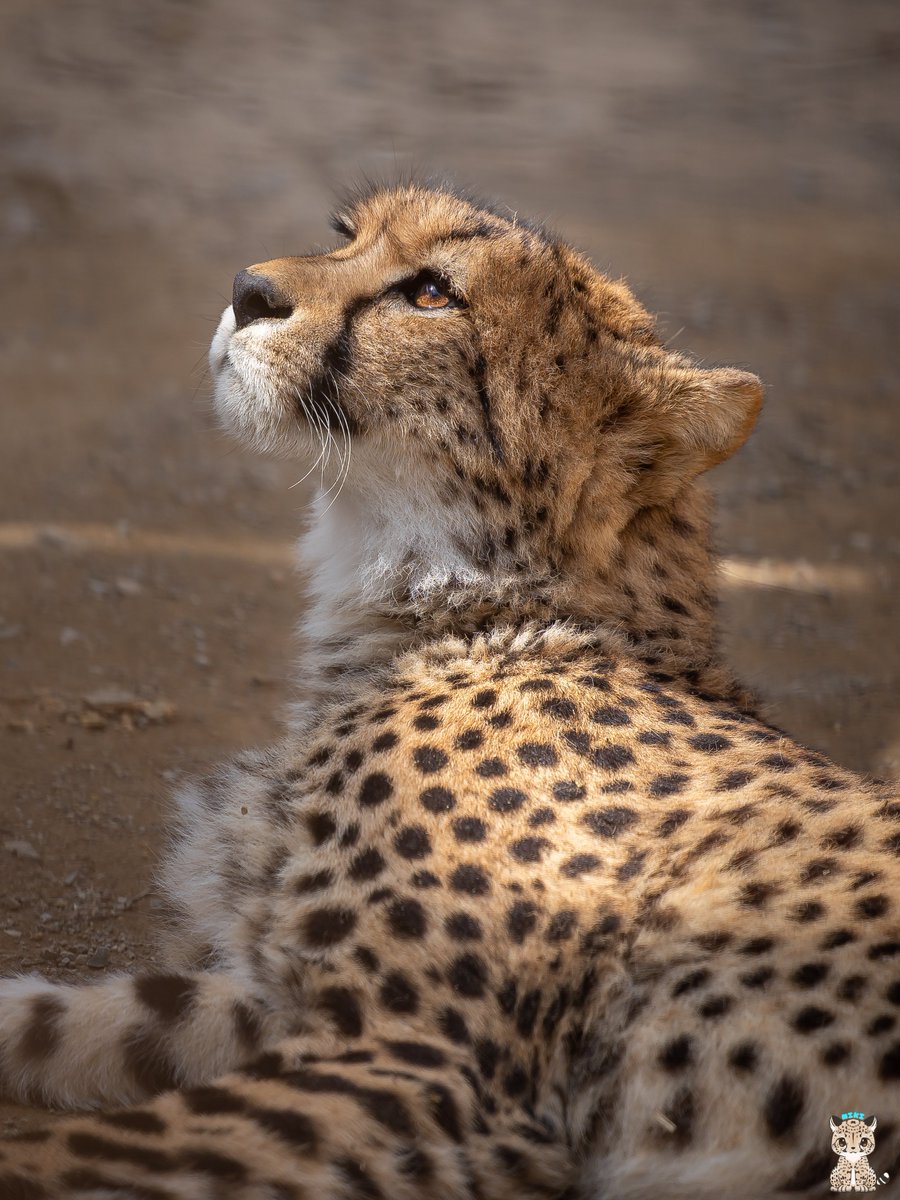 おはようございます😊
クララ
#チーター #cheetah
#群馬サファリパーク
📷24.04.14