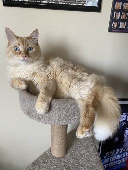 Sometimes he just &ldquo;that&rsquo;s so ravens&rdquo; into your soul and he&rsquo;s seeing that you will join me on Twitch tonight<a href="/tag/ufc291"class="tags"><span>#ufc291</span></a>