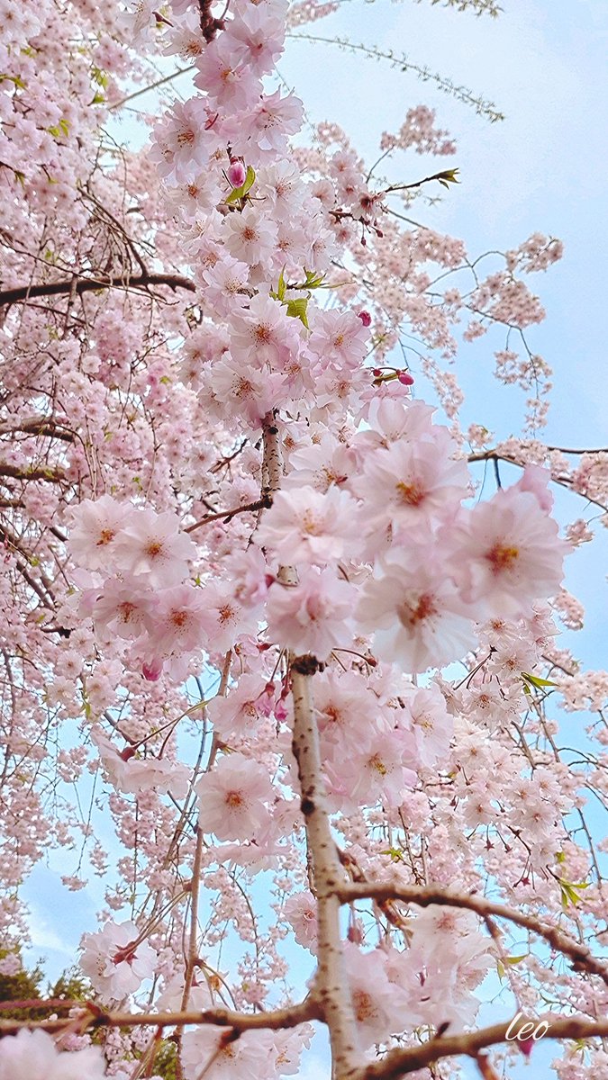 恩人にやっと会えました 本当に大変な状況 今日を生きることで精いっぱい それでもみんな この地を守るために 復興を信じて　汗を流している 全国からもたくさんの人たちが 集まって復興に尽力されており とても頼もしく誇らしく感じました 輪島の桜　満開を迎えて #石川県輪島市 #がんばれ北陸