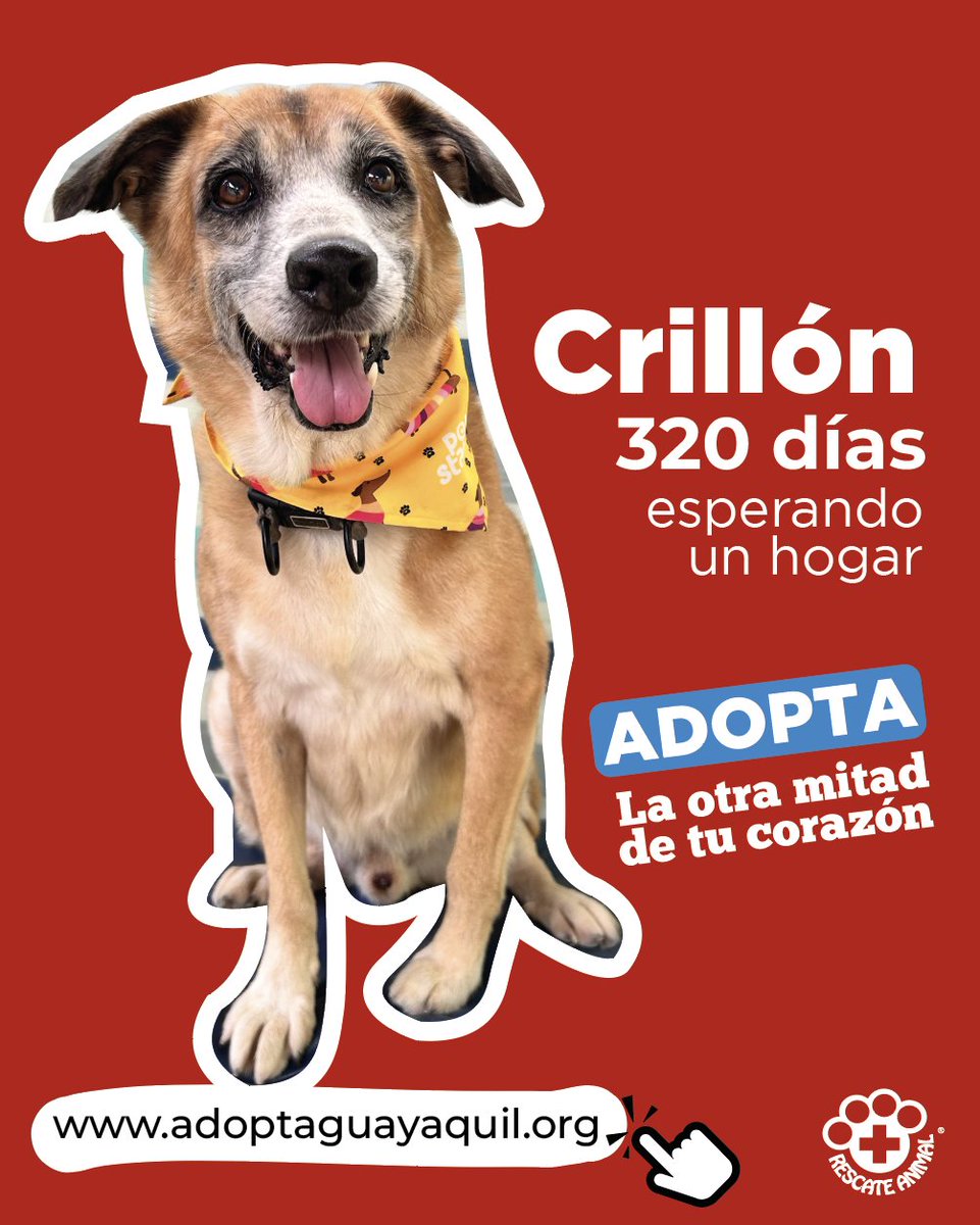 RescateAnimalEC's tweet photo. 17 gatos, 13 perros y 35 patos ya han sido adoptados a través de la plataforma https://t.co/mJGbXwLPpU.
Aún quedan decenas de animales buscando hogar, por ejemplo Crillón, que lleva 320 días esprando una familia.
Adopta #LaOtraMitadDeTuCorazón, llena el formulario online. https://t.co/4H54sdHhzm