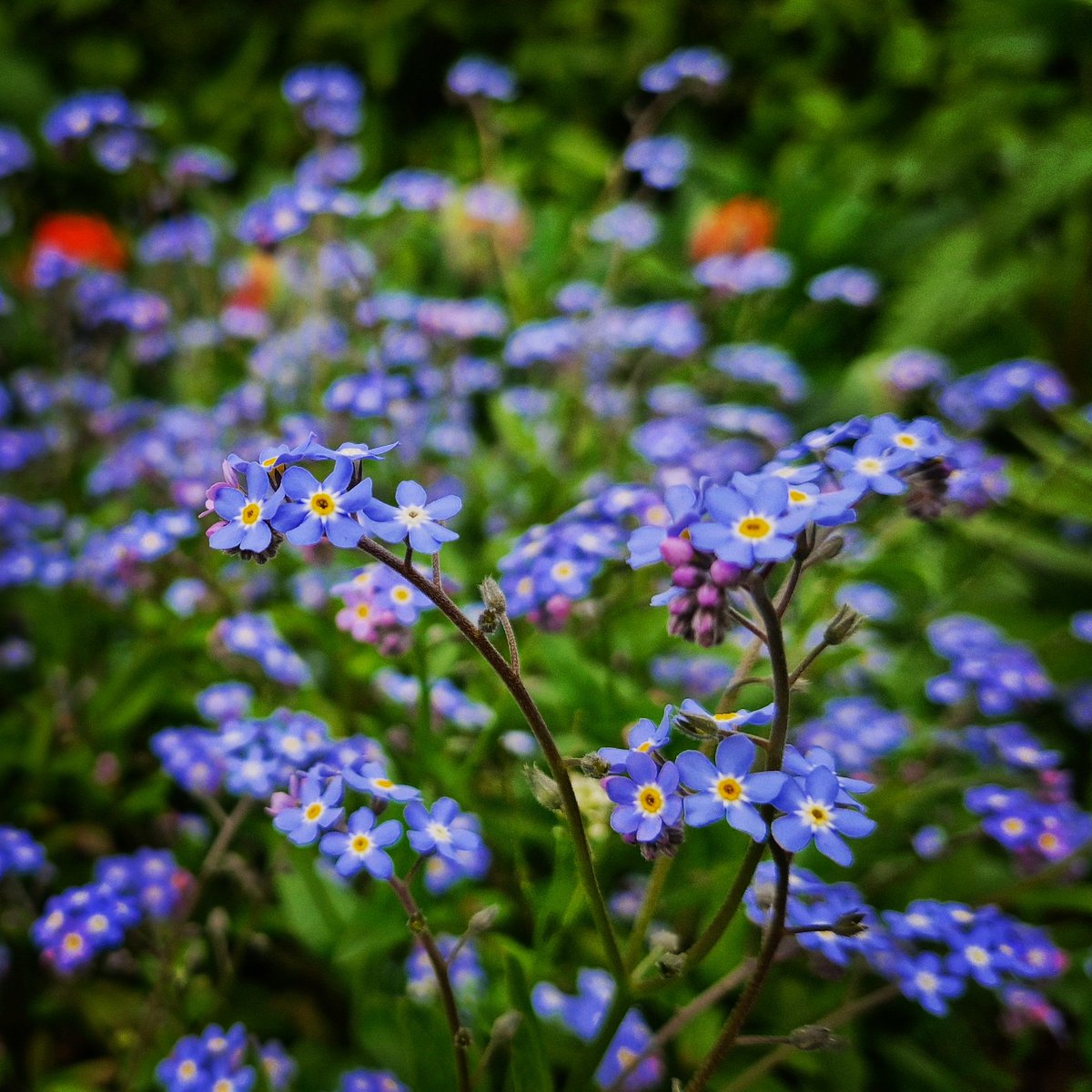 Our #forgetmenots are out in full force!