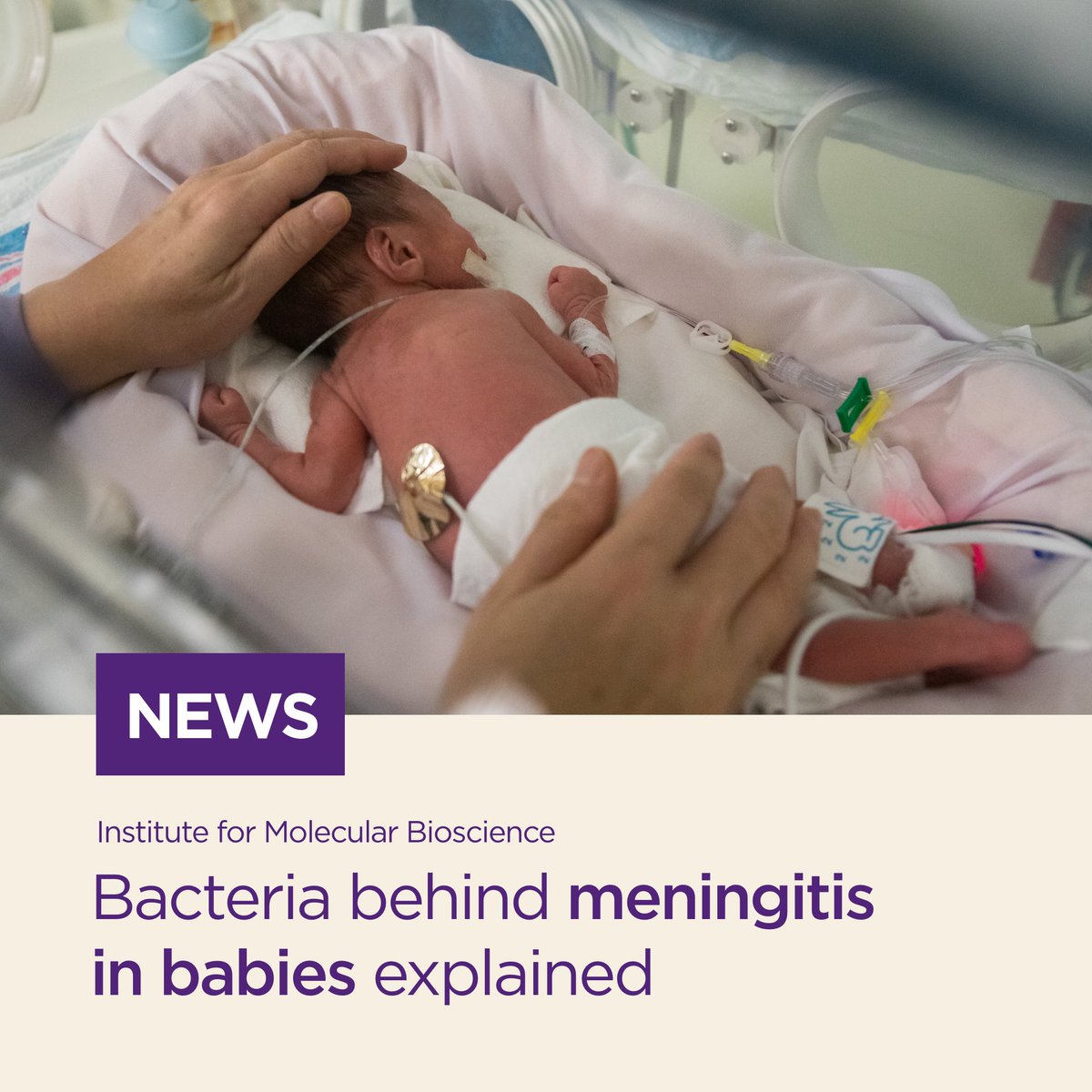 A milestone study led by Prof Mark Schembri (@LabSchembri) & Dr Nhu Nguyen (@nhunguyen2811) has identified the main types of E. coli bacteria that cause neonatal #meningitis & revealed why some infections recur despite being treated with antibiotics. 🔗 bit.ly/3UlNQD1