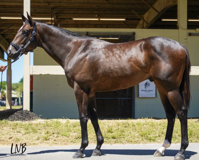 The stride on this colt…from here to Ft Lauderdale. Our final buy on day one in Ocala…this long striding son of Astern. Going to Shug! @OBSSales