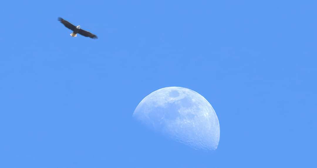 I saw a papa nesting eagle patrolling high above his aerie on the Susquehannah River today and hoped he would continue south near the day moon... Then I 'prayed and sprayed.' #Raptor #BaldEagle #BirdsofPrey #USA #Moon
