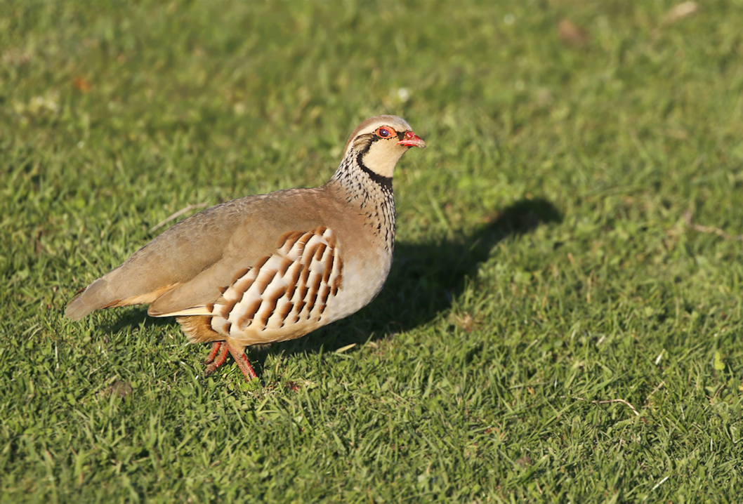 I wasn't going to go out today in the blustery wind but I'm glad I did! Here is a taster of a visit to Sheppey - rest later! This is a Red-legged Partridge on the cropped grass. Enjoy! @Natures_Voice @NatureUK #BirdsOfTwitter #BirdsSeenIn2024