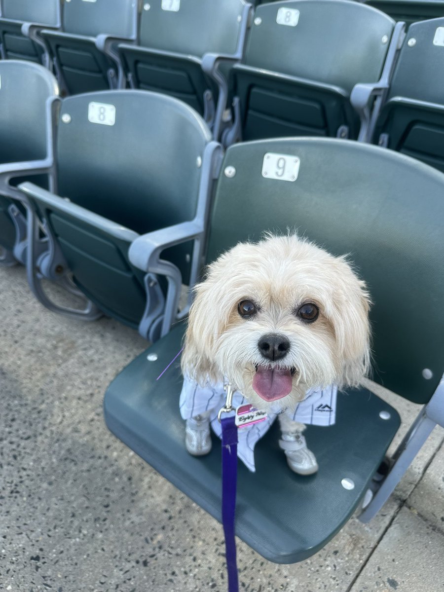 AbbyBean89's tweet photo. @SOMPatriots Bark in the Park! https://t.co/tSFA5wEbel