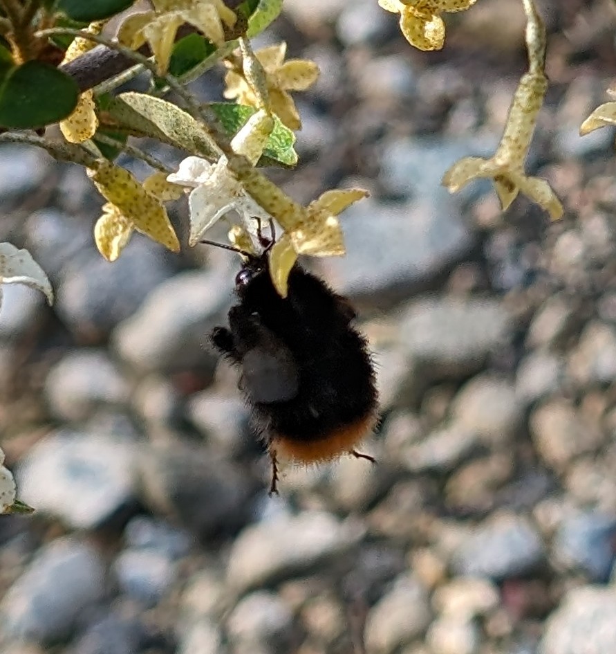 First Bumblebee of the year in our garden, lovely!