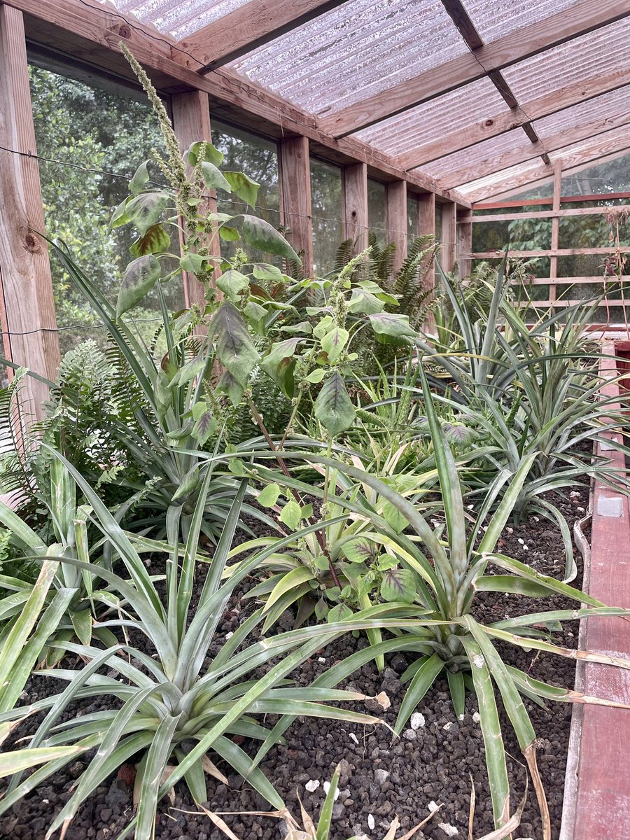 Pineapple nursery 🍍