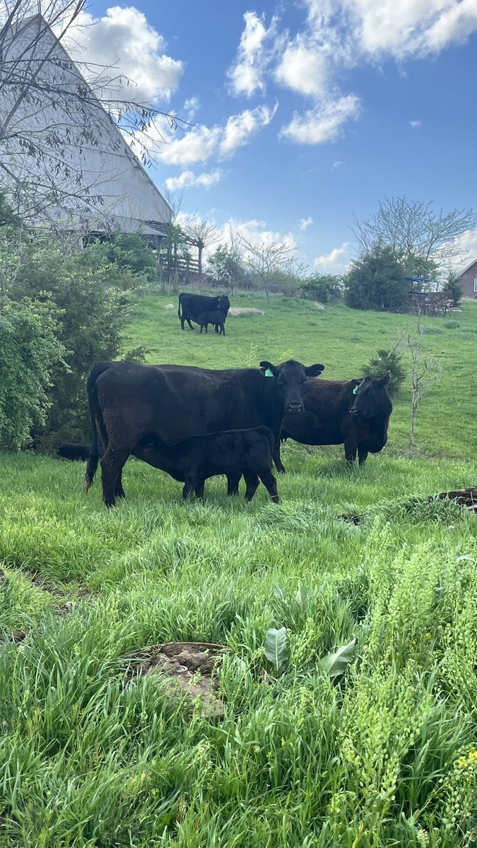 Hello spring. Hello fresh pasture. Hello happy cow calf pairs. #angus #cattlefarmer