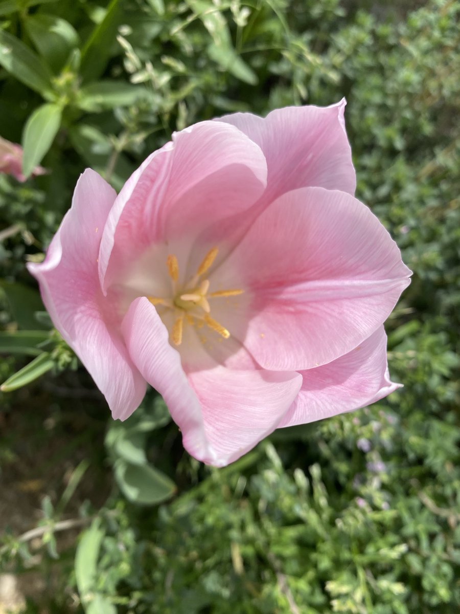 One more for #TulipTuesday from my front yard garden. #flowers #GardnersWorld 🌸🌷🌸🌷🌸