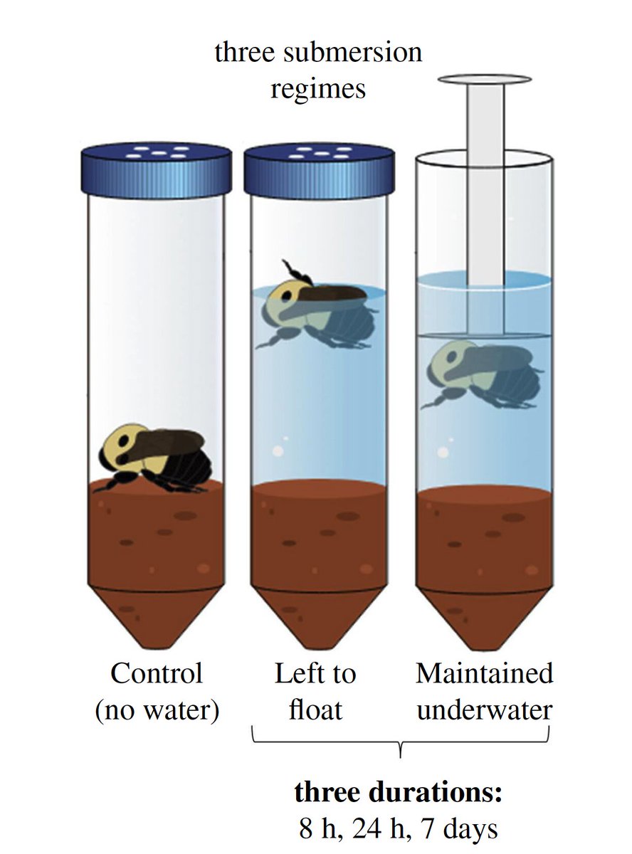 @SabRondeau @RSocPublishing @UofG_SES @UofGResearch @NSERC_CRSNG @ArrellFoodInst @WestonFamilyFdn @1in3mouthfuls @JeffOllerton @BumblebeeTrust @DaveGoulson @BehavEcolPapers In the experiment we put #bumblebee (Bombus impatiens) queens in soil-filled tubes & compared the survival of bees either maintained underwater or left to float naturally on the water surface for varying durations (8 h, 24 h or 7 days) while remaining in overwintering conditions