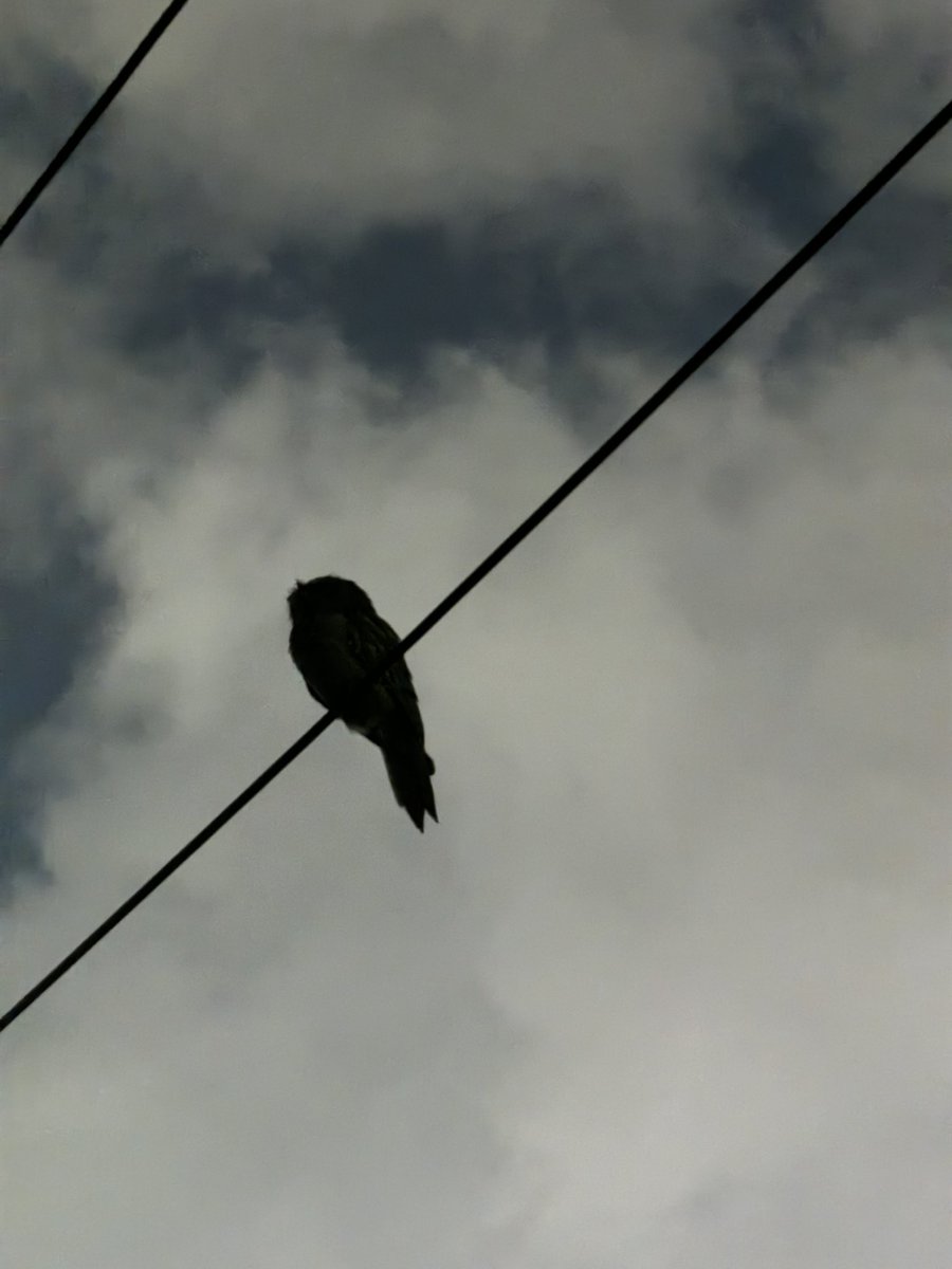 hello have I mentioned I am coming to the Edinburgh fringe for the first time this year??? here’s a cool bird I saw yesterday and also the link for the show tickets.edfringe.com/whats-on/melan…