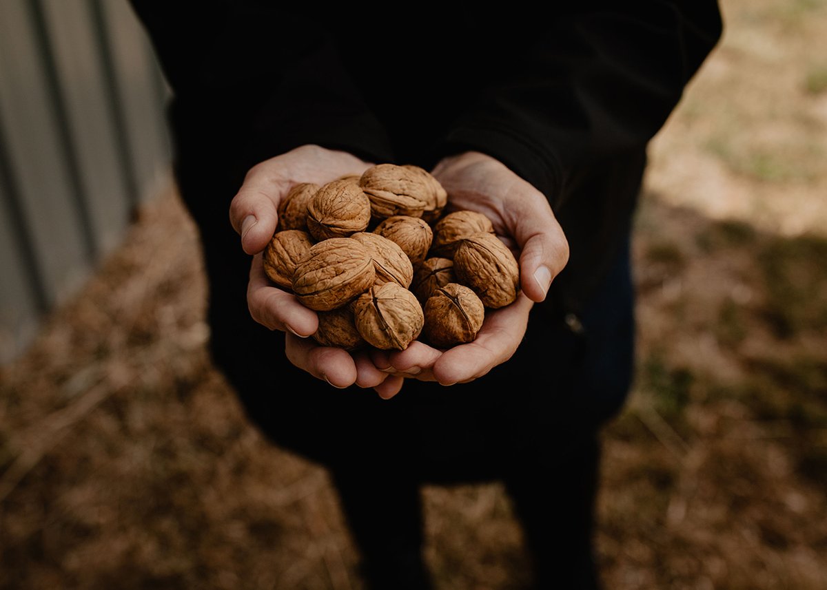 Get ready for the annual Coaldale Walnuts Open Farm Days! 🌳🍂 Explore the beautiful orchard in the Coal River Valley and pick your own fresh walnuts! 

Friday 3, Saturday 4 and Sunday 5 May 2024: 10am to 4pm … rain, hail or shine! 

hobartandbeyond.com.au/event/coaldale…