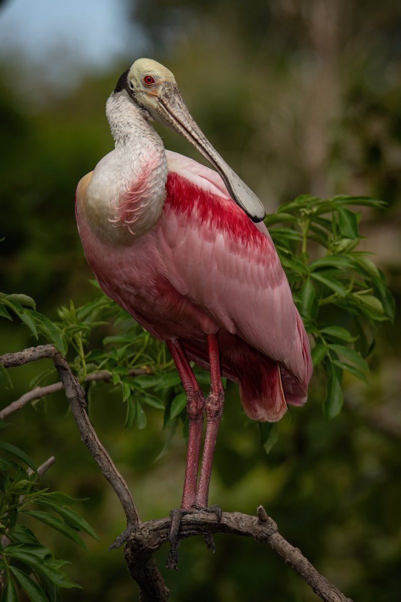 GOOD AFTERNOON #TwitterNatureCommunity 📸🪶

Here’s a portrait of the Rosette Spoonbill (M) taking a break from gathering Nesting materials. 

#BirdsOfTwitter #BirdTwitter #Bird