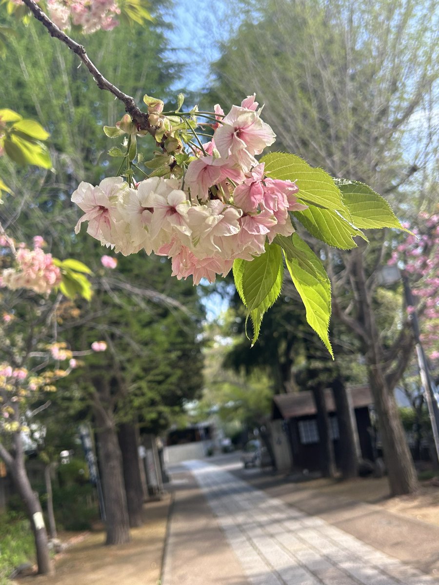 おはようございます🌿✨ 淡い色の八重桜が超かわいかった🌸 #香取神社 #今日の参🙏 #QUANTA年リト