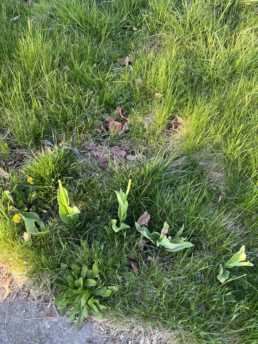 At least the deer enjoyed the tulips. Right as they were about to bloom. Anyone on here have any ways to protect them in the future?