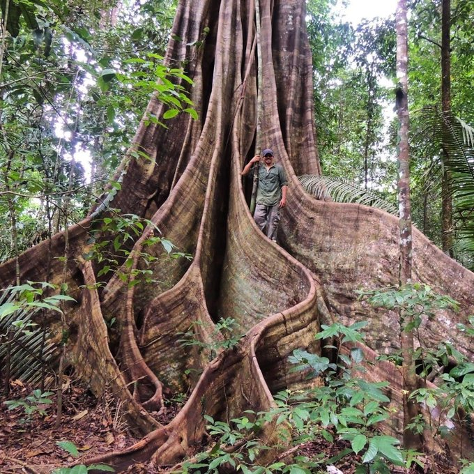 Muchos árboles en la selva tropical del Esequibo, especialmente las especies emergentes altas, han desarrollado raíces muy fuertes y delgadas de extensiones grandes del tronco q comienzan a unos 6 mt. del suelo. Todo al este de Venezuela #30Abr #MiMapa