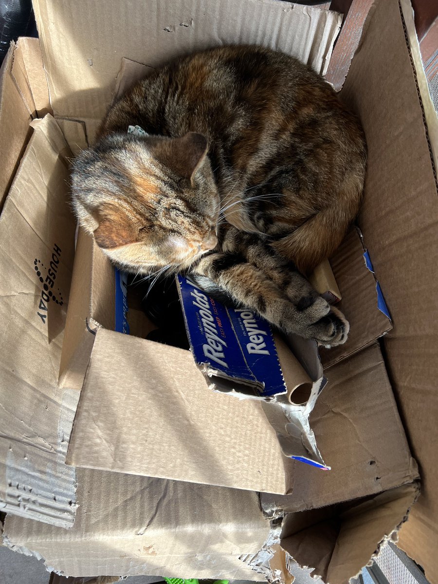 ChrisCottaFish's tweet photo. A cat in a box ad infinitum. #catboxing https://t.co/UVyOnqlkzh